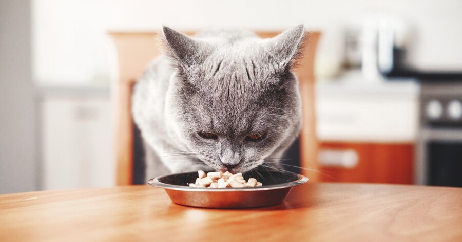 Blasenentzündung Katze: Hausmittel, die wirklich helfen